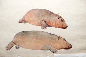 Obaysch、c.1850 作： Joseph Wolf